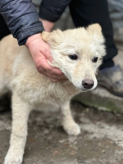 Собаки та ГРОШІ (певна сума на перший час)