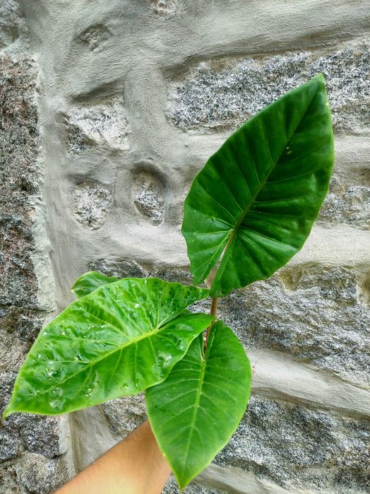 Alocasia brismanensis