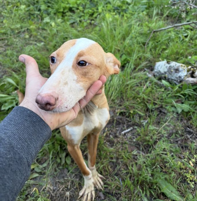 Podenga media para adoçao