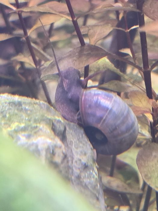 Planorbis azuis raros para aquário
