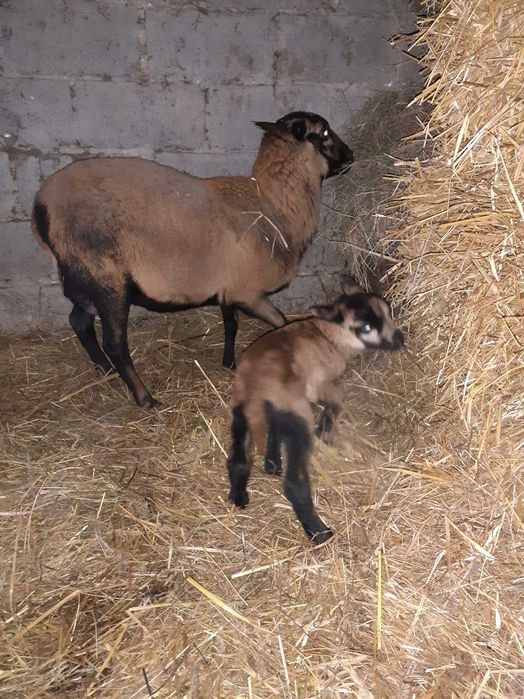 Owce kamerunskie barbados