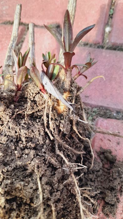 Floks wiechowaty karpa bylina