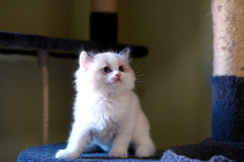 Kocurek ragdoll Sasanka*PL szuka kochającego domu