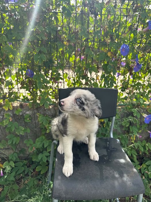 Menina Border Collie Merle Linda