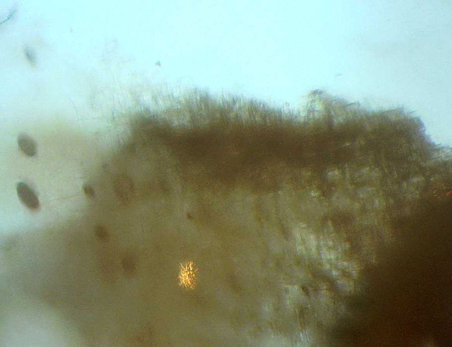 Bursztyn inkluzja pleśń lub coś zbliżonego  oj ciekawa.