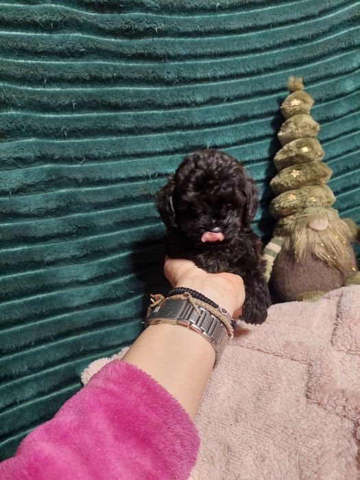 Мальтипу мальчик и девочки