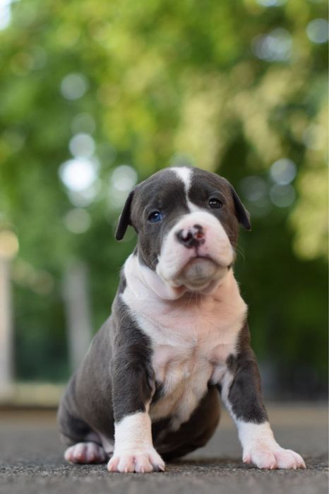 Кобель.Идеальные щенки стафф терьера) скорей успей сделать свой выбор)