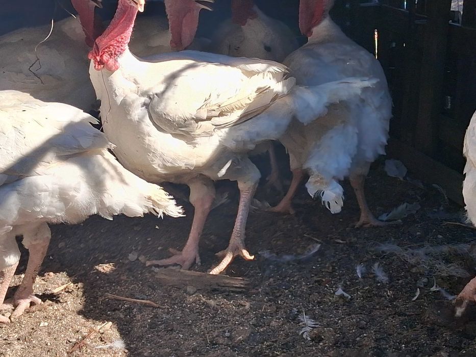 Perus com 15 kg cada um