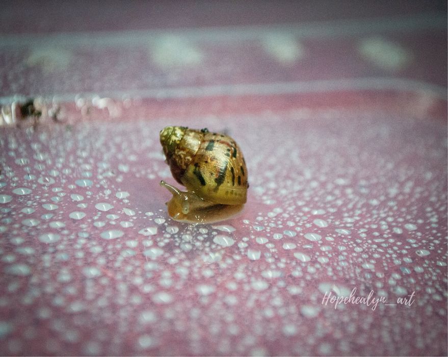 Achatina tincta tincta congo
