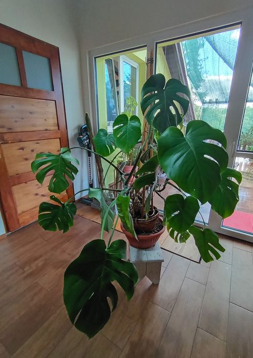 Kwiat MONSTERA rozwijający się