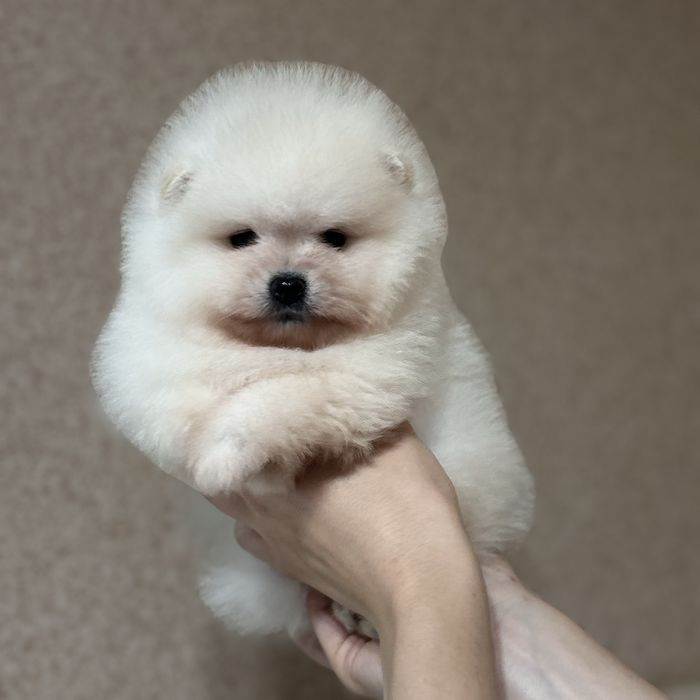 хлопчик шоу класу тип ведмедик