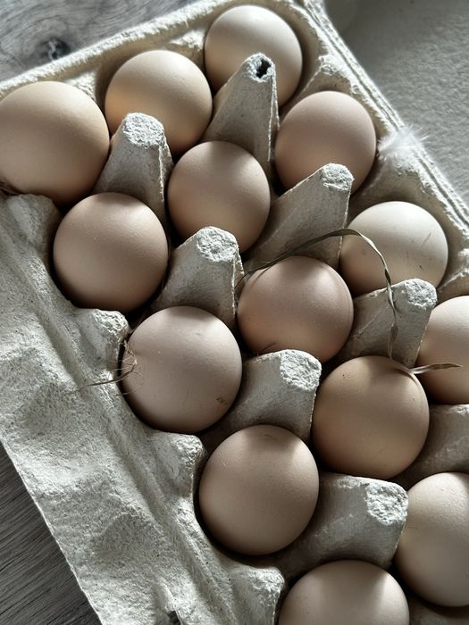 Домашні яйця Дніпро