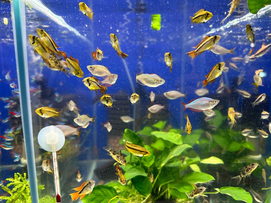 Pielęgnica pielęgniczki Kakadu