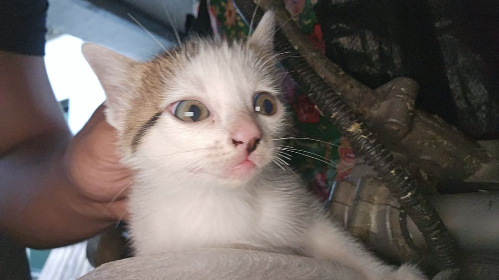 2 Gatinhas para Adoção VISEU