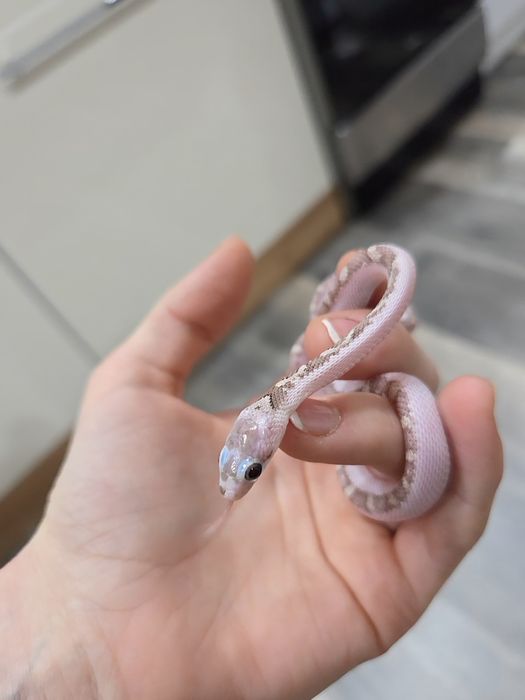 Obsoleta, wąż smugowy, młode, nie zbożowe