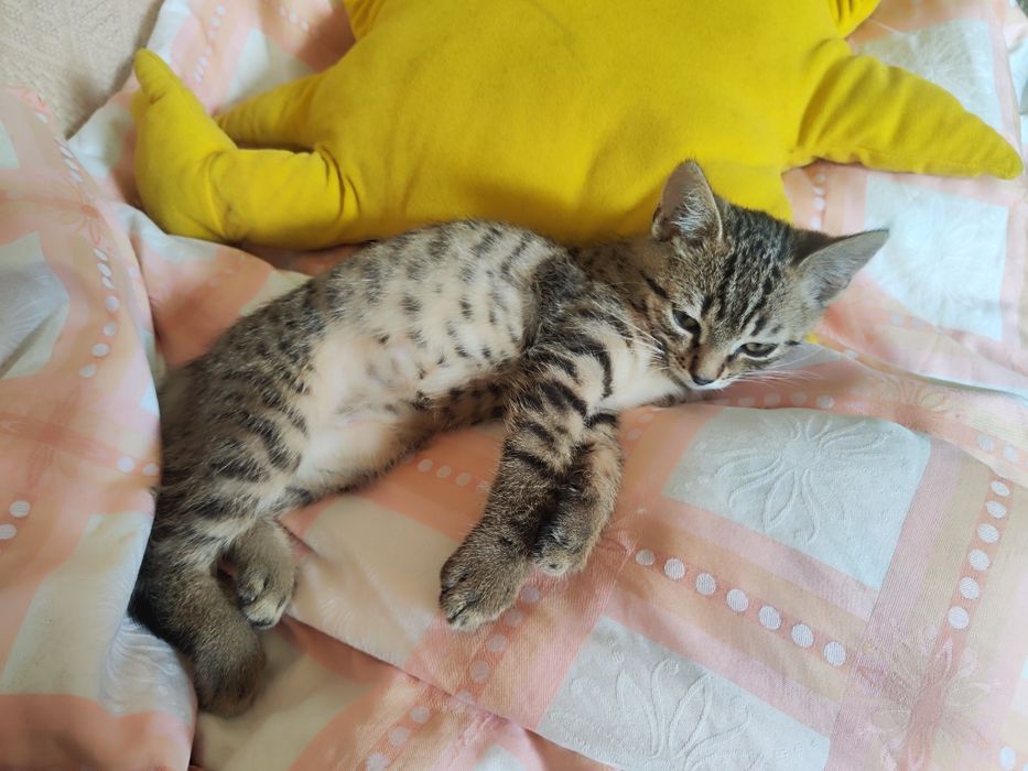 Przecudowny Amir