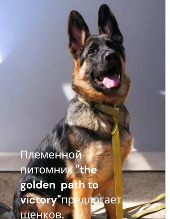 Племенной питомник предлогает щенков