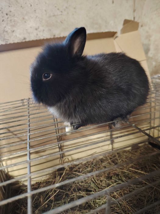 Króliczki miniaturki