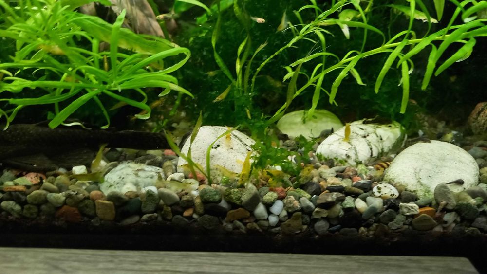 Sprzedam krewetki yellow sakury czysciciela akwarium