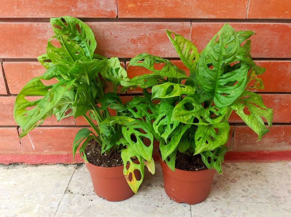 Monstera Folha-de-macaco