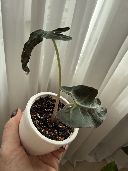 Дітки алоказій, різні сорти