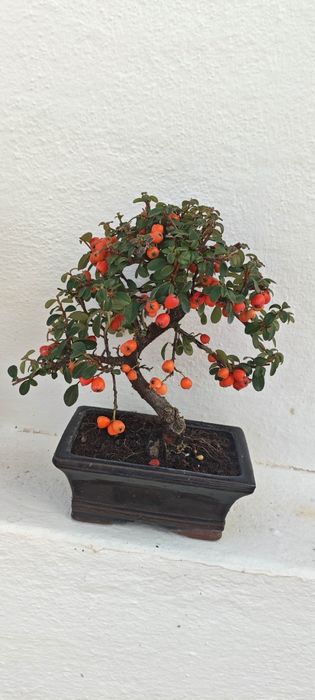 Coleção bonsai interior
