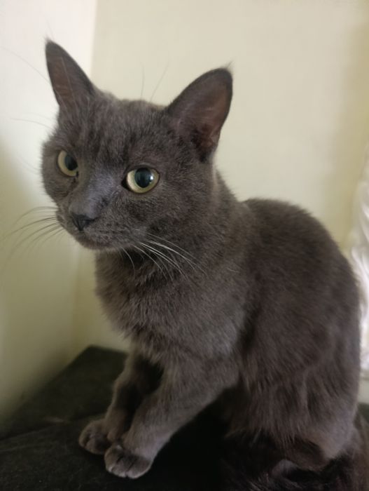 Кішка британка шукає сім'ю срочно.