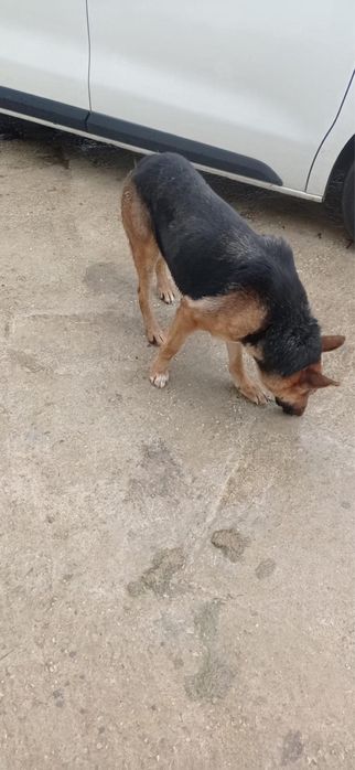 Pastor Alemão - Procura Lar