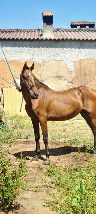 Disponivel egua PSL Letra "z"Pontuada