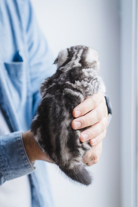 Шотландське висловухе мармурове Котеня