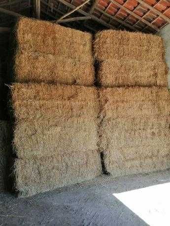 Feno de Sorgo Biológico