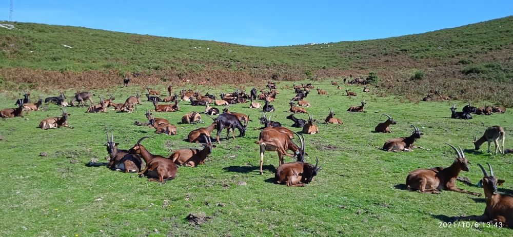 Vendo 50 cabras de raça bravia