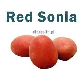 Sdzeniaki  Red Sonia
