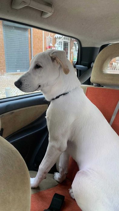 Apelo Urgente: Cachorro de 8 meses precisa de lar (ZONA LISBOA/MARGEM SUL)