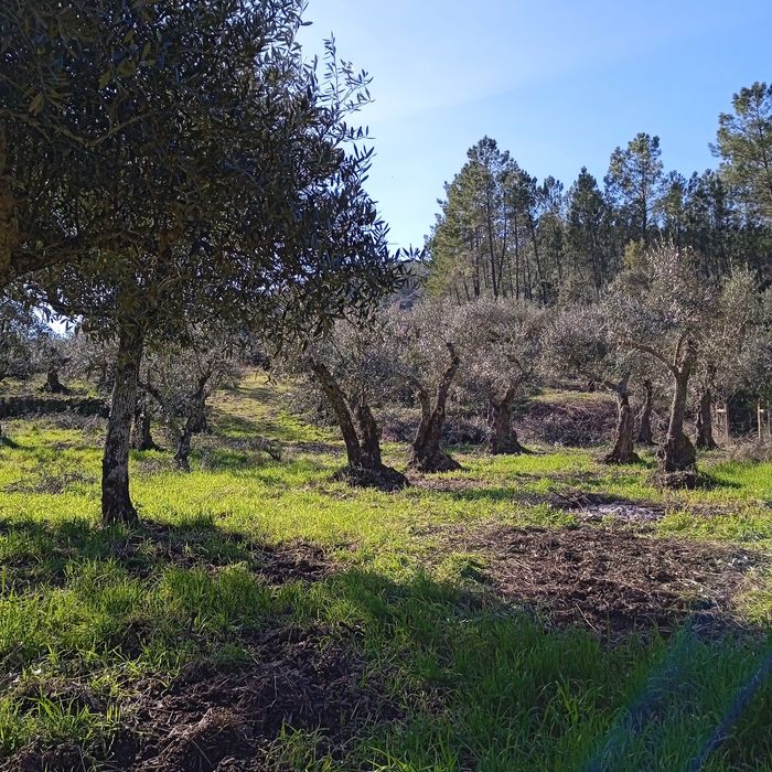 Terreno a beira da ribeira!