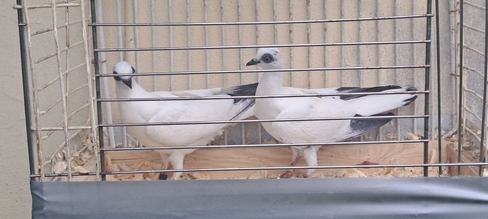 Gołębie  na sprzedaż