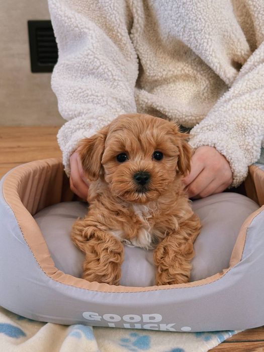 Boy&Girl Maltipoo Мальтипу VIP