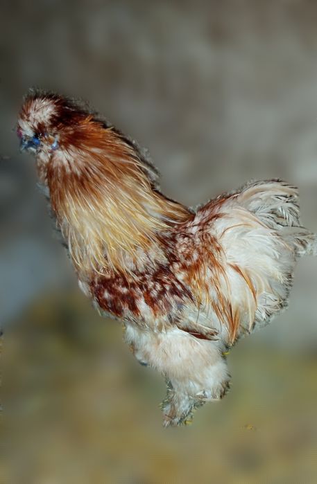 Silki jedwabiste kurczaki lub koguty