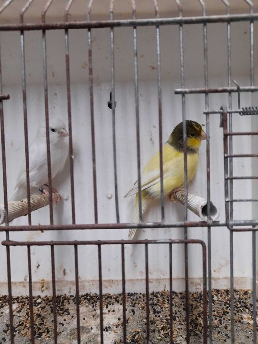 Kanarki  samce  na spiewie