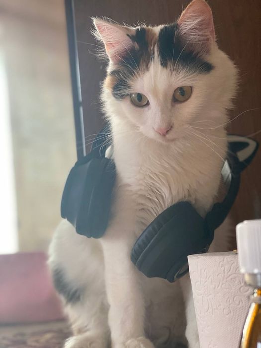 Отдам кошечку в хорошие руки