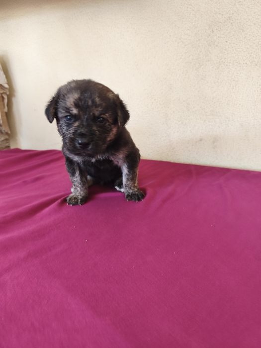 Casal de cães bebés para adoção
