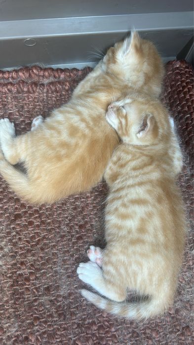 Gatinhos para Doação