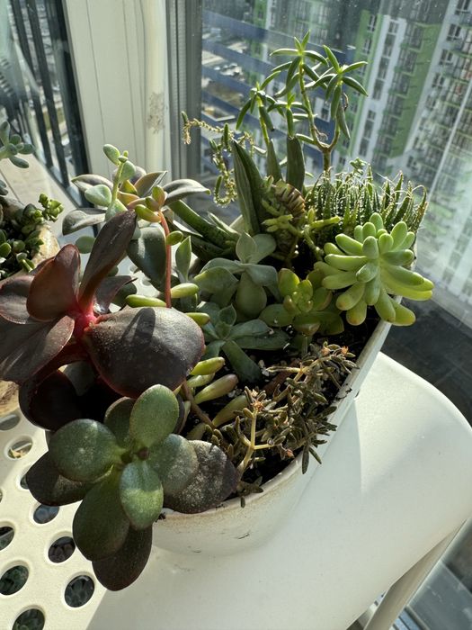 Композиція з сукулентів