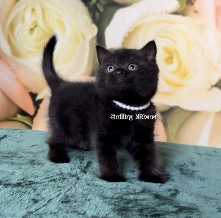 Дуже красиві чорні кошенята