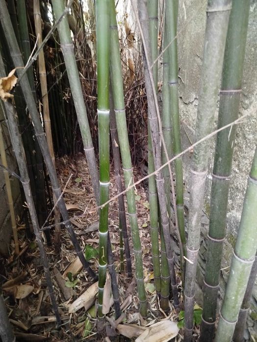 Lote de 10 Canas da Índia com metro e meio, para decorações.