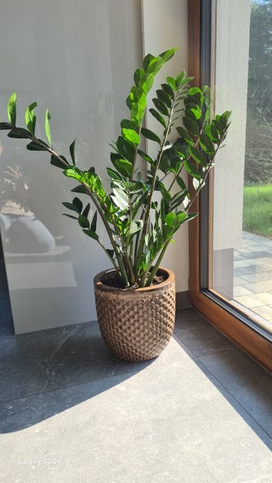 Zamiokulkas z donicą