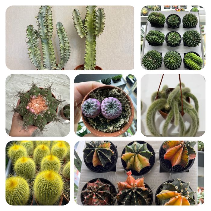 Cactus кактус кактуси сукуленти  cactus succulent еуіорбія euphorbia