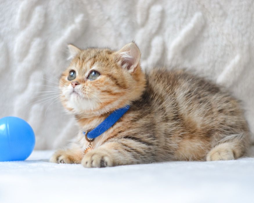 Київ. Милий котик манчкін