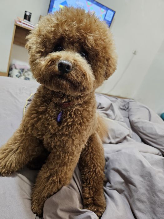 В'язка той пудель