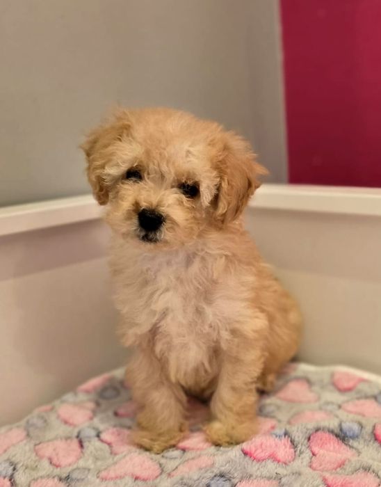 Piesek maltipoo!
